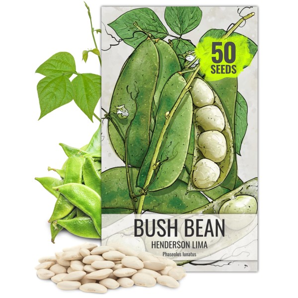 Seed Needs, 50+ Henderson Lima Bush Bean Seeds (Phaseolus vulgaris)