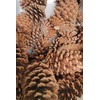 Pine Cones Uniquely Unperfect Shaped Real All Natural Pinecones in