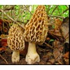 CEMEHA SEEDS - Morel Mushrooms Spores Mycelium Non GMO Spawn