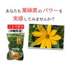 Nitobegiku Tea 0.9 oz (25 g) x 2 Bags Higa