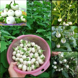 50 Seeds Solanum macrocarpon Seeds, White Eggplant, Ornamental Eggplant, Solanum ovigerum, Easter Egg Plant, Solanum dasyphyllum, Solanum undatum Seeds
