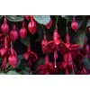 Mixed 100 Seeds Fuchsia Flower Seeds Perennial Home Bonsai