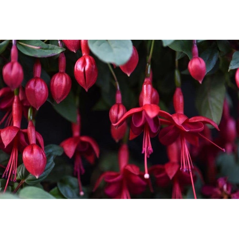 Mixed 100 Seeds Fuchsia Flower Seeds Perennial Home Bonsai