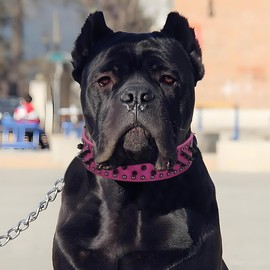 haoyueer Spiked Studded Leather Dog Collar, 2 Inch Width, Fits Medium & Large Dogs Like Pitbull, Mastiff, Labrador, Boxer, Rottweiler, German Shepherd (Hot Pink, S (17.3-20.5inch))