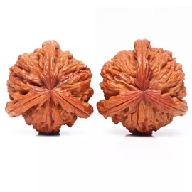 Hodu 호두마사지기 호도 마사지기 핸드 귀족 지압 손목 손마디 [E. 스플라이스 하이스로우 화이트 라이언] Walnut Massager Hand Massager Nobility Acupressure Wrist Hand Joint [E. Splice High Low White Lion]