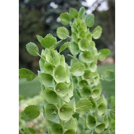 CEMEHA SEEDS - Seeds Molucca Balm Bells of Ireland Moluccella Green Giant Annual Flowers for Planting