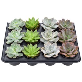 Arcadia Garden Products Live Assorted Mini Succulents in 2 in. Grower Pot, 12-Pack, Green (LV66) ***Cannot Ship to Hawaii***