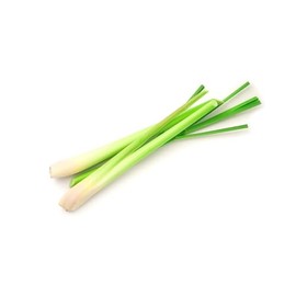 Lemon Grass Cymbopogon citratus Herb Tea Premium Seed Packet for Planting