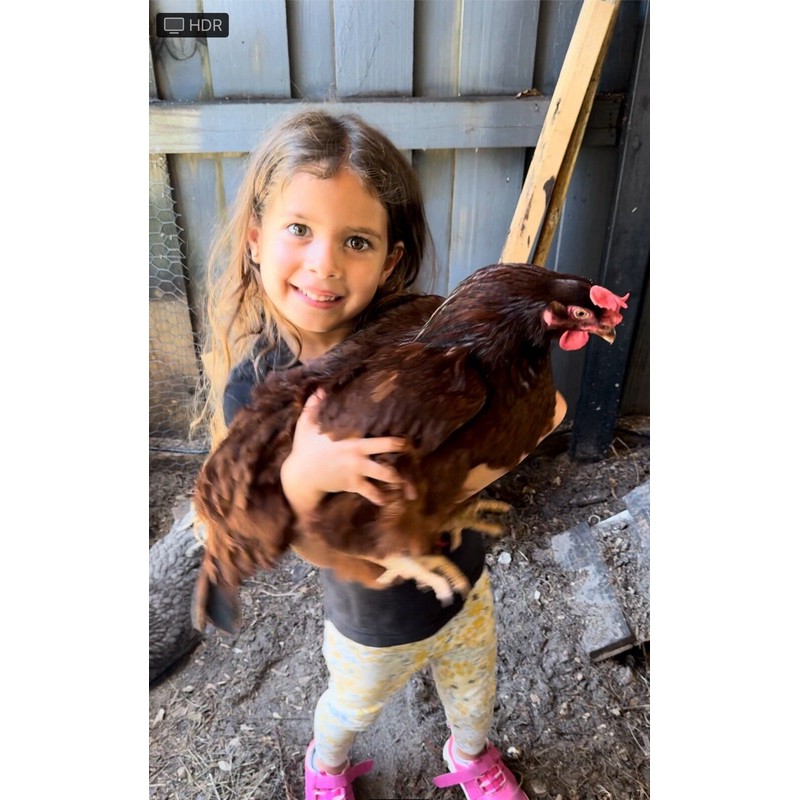 handmade Chicken Manure Tea bags Liquid Fertilizer Wonder! (2 Tea