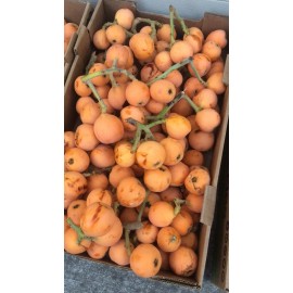 Tree 10 Organic fresh Loquat tree seeds from California bay area, pick fr 2024 season
