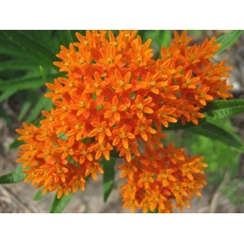 30 Orange Butterfly Milkweed Asclepias Flower Seeds