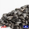 Maxboba Black Oil Sunflower Seeds Large Seeded Microgreens Seeds Non-GMO