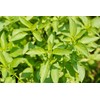 Mrs Burns Lemon Basil Lao Hoary Kemangi Maenglak Premium Seeds for Planting Packet