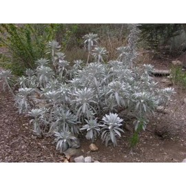 Bmorespicy.com White Sage 20 - 1500 Seeds ORGANIC Herbs Salvia Apiana Medicinal Rare Perennial - 200 seeds