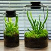 AREPK Glass Terrarium Plant Growing Lamp, for Vases Up to
