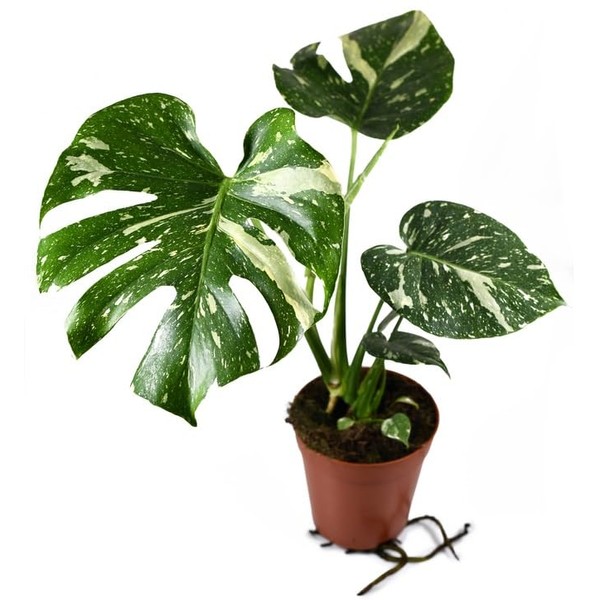 Thai Constellation Monstera - Live Plant in a 4 Inch Nursery Pot - Monstera deliciosa 'Thai Constellation' - Extremely Rare Indoor Houseplant
