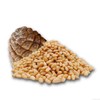 Eichkater Pine Nuts Medium Pack of 1 (1 x 500