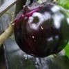 ATLAS Eggplant -Round Shiny Ball