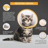 Animal Ortho Care Pet Cone E-Collar | Dog Cone, Recovery