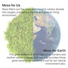 Mosslab Moss Air – Living Moss Terrarium Humidifier | Soothing