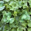 Fresh 100+ Geranium Seeds - Springtime - Fragrant - Fresh
