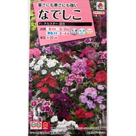 Takii Seedling Nadeshiko F1 Telstar Mixed