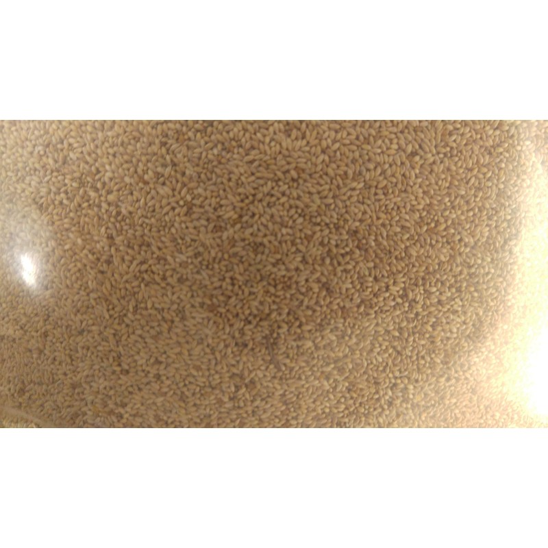 5 lb. Timothy (Climax) Grass Seed, Deer/Wildlife Food Plot Seed,