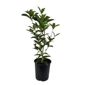 Fragrant Tea Olive ( osmanthus fragrans ) - Trade Gallon