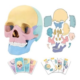TOBEOME 1 Set Anatomy Skull Model Human Anatomy Skull Puzzle Clinic Teaching