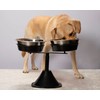 QT Dog - Double Adjustable Barstool Diner, 3 Quart Stainless