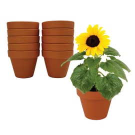 BUZZY Sunflower Seeds & Genuine Terracotta 7cm Pot Bulk Pack (10 Count), Includes 10 Each pots, Soil pellets, Seed Packs - Great for Favors, Crafts, School Projects, Starter Kits - Guaranteed to Grow