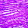 Human Smooth Muscle - Intestine, L.S. 7 M H&E Microscope