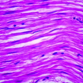 Human Smooth Muscle - Intestine, L.S. 7 M H&E Microscope Slide