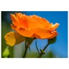 Will Davis Studios Orange Rose Against a Deep Blue Sky