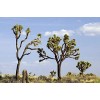 CZ Grain Joshua Tree Seeds - 10 Seeds to Grow