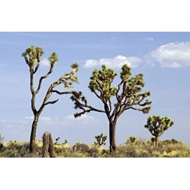 CZ Grain Joshua Tree Seeds - 10 Seeds to Grow - Highly Prized Joshua Tree - Made in USA