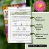 Sow Right Seeds - Tall Mixed Strawflower Seeds - Non-GMO