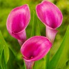 Lipstick Calla Lilies Flower Bulbs - 3 Lily Bulbs per