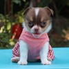 LOPHIPETS Dog Plaid Dress for Small Dogs Girl Teacup Chihuahua