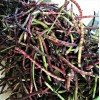 Wax & Top Notch TOP PICK Pinkeye Purple Hull Peas