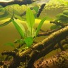 Anubias Congensis Bareroot Tropical Live Aquarium Plant Freshwater Aquatic Pond