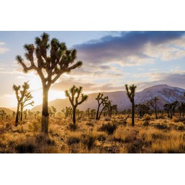 Yucca Brevifolia Joshua Tree, 10 Seeds by Seeds2Go