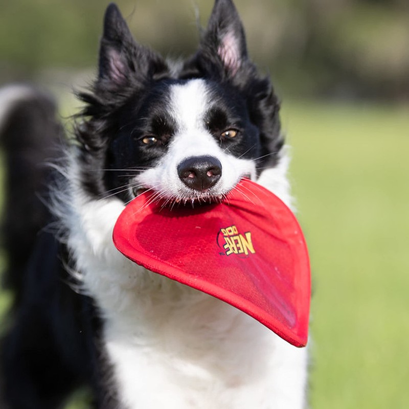 Nerf Dog Nylon Flyer Dog Toy, Flying Disc, Lightweight, Durable