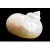 Florida Shells and Gifts Pearl Jade Turbo Shell 3 1/2"+
