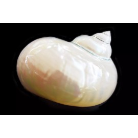 Florida Shells and Gifts Pearl Jade Turbo Shell 3 1/2"+ (open 1 3/4") Beach Decor Large Hermit Crabs