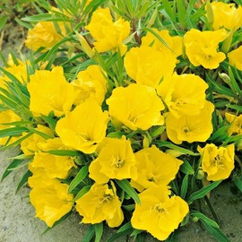 Little Seed Store 201+Dwarf MISSOURI EVENING PRIMROSE Flower Seeds Drought Groundcover Container