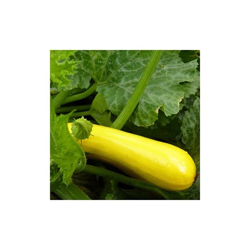 Everwilde Farms - 1 Lb Golden Zucchini Summer Squash Seeds