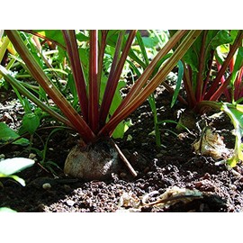 Beet Sugar Great Heirloom Vegetable Seeds by Seed Kingdom Bulk 1/4 Lb Seeds