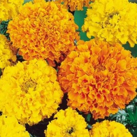 Flowers 300+ Marigold, African  "Crackerjack" Seeds FRESH HARVEST FOR GARDENS