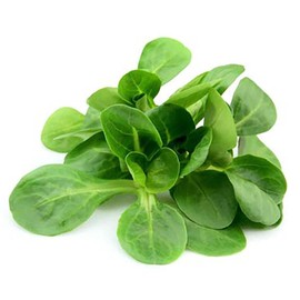 Mache Lettuce - Delicious Verte de Cambrai - 3000 Seeds of Small Leaf Variety and Best for Overwintering in The Cold Northeast. Corn Salad.